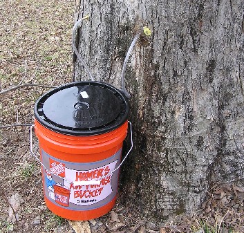 maple syrup | Ames Hollow Farm